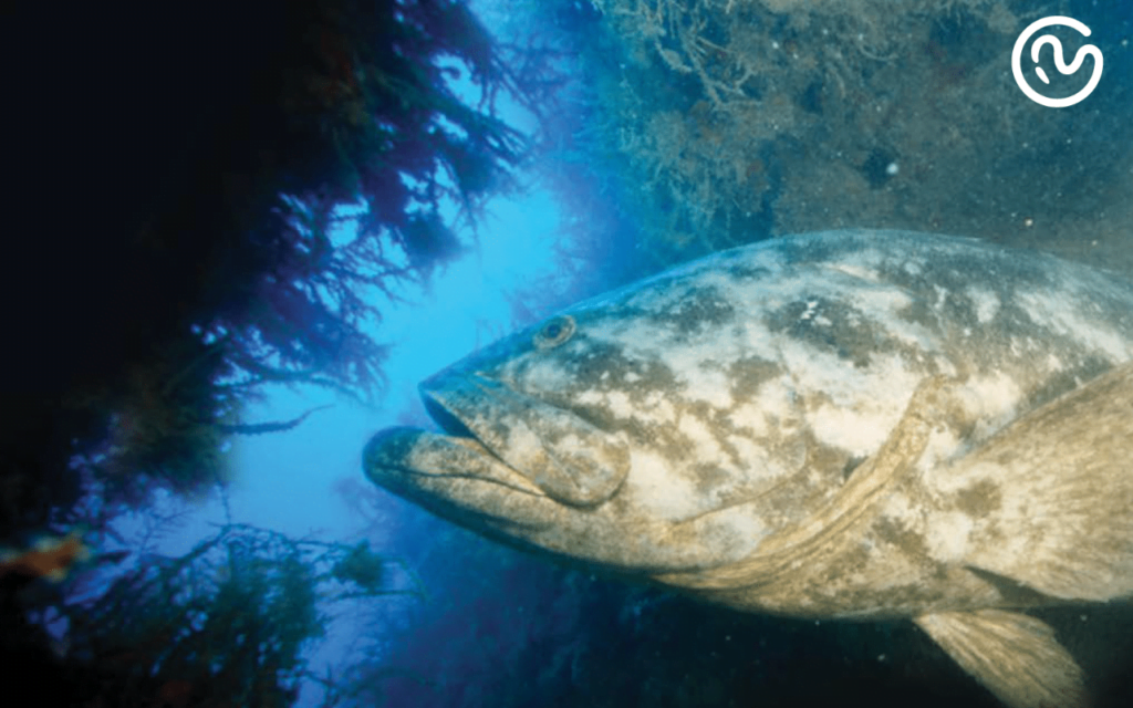 O Oceano é nosso Meio Ambiente 3 Mero Capa