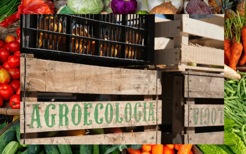 Capa Agroecologia1 1 1